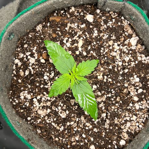 Gorilla Gelato growlog timeline photo