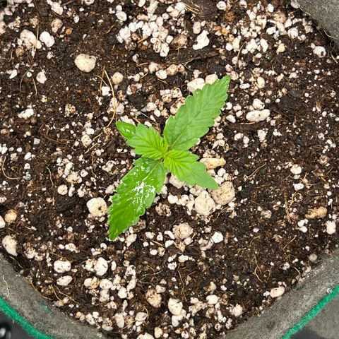 Gorilla Gelato #1 growlog timeline photo