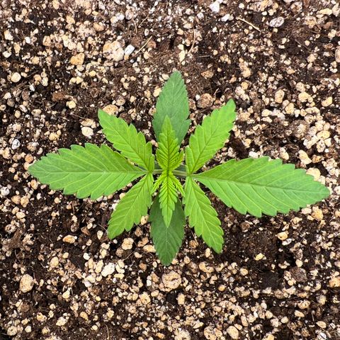 Critical Orange Punch growlog timeline photo