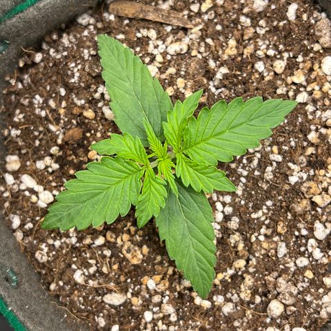 Gorilla Gelato growlog timeline photo