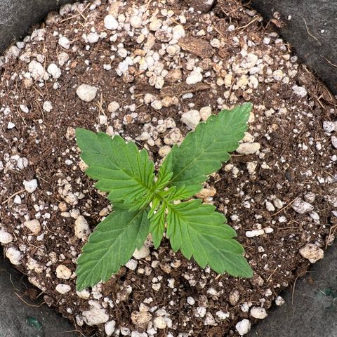 Gorilla Gelato #1 growlog timeline photo