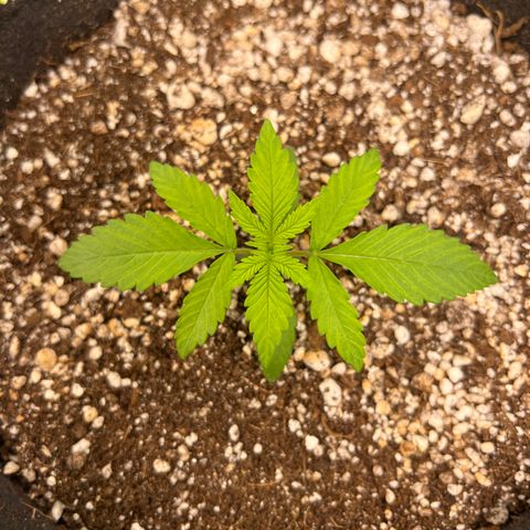 Critical Orange Punch growlog timeline photo