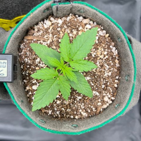 Gorilla Gelato growlog timeline photo