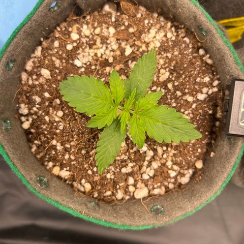 Gorilla Gelato #1 growlog timeline photo