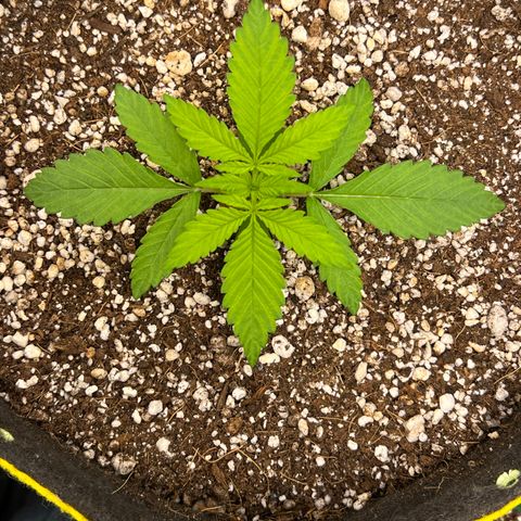 Critical Orange Punch growlog timeline photo