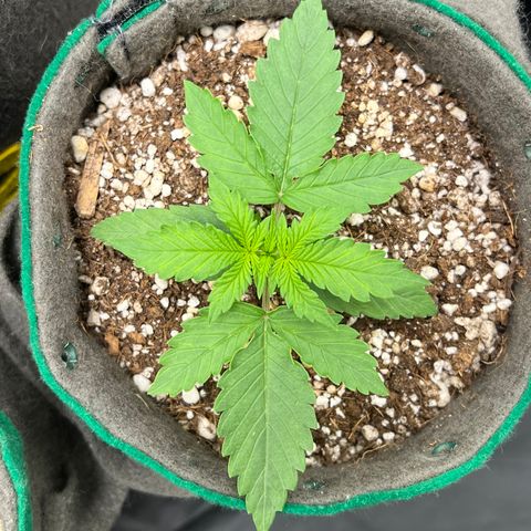 Gorilla Gelato growlog timeline photo