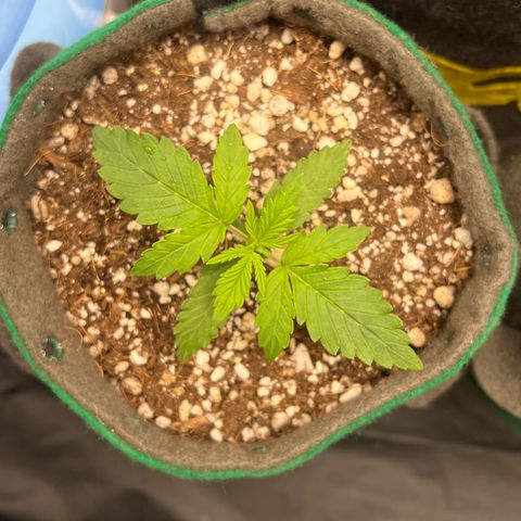 Gorilla Gelato #1 growlog timeline photo