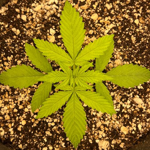 Critical Orange Punch growlog timeline photo