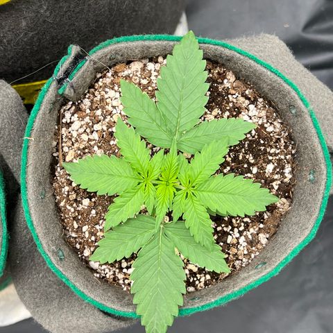 Gorilla Gelato growlog timeline photo
