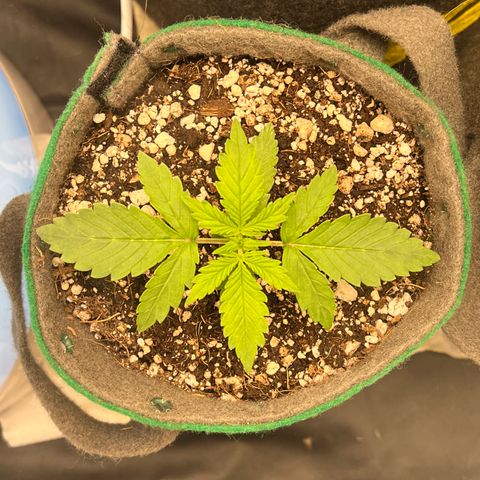 Gorilla Gelato #1 growlog timeline photo
