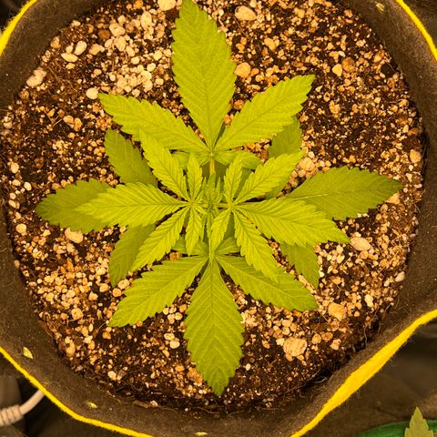 Critical Orange Punch growlog timeline photo