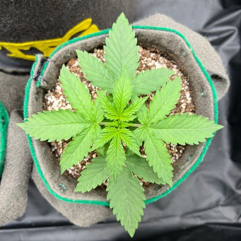Gorilla Gelato growlog timeline photo