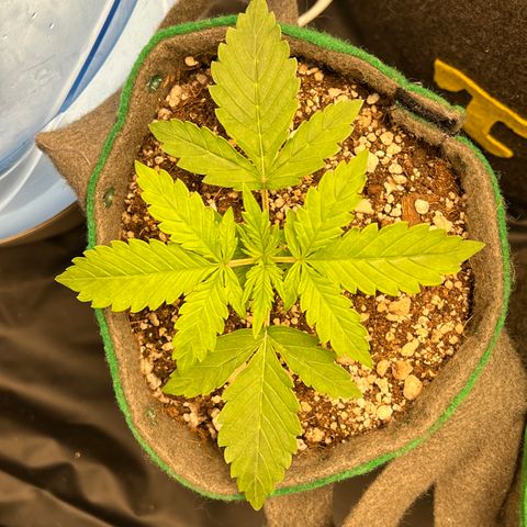 Gorilla Gelato #1 growlog timeline photo