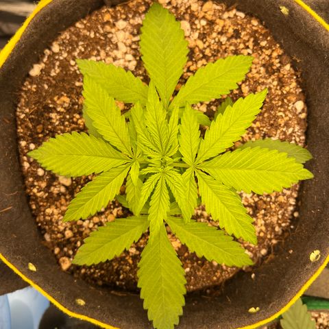 Critical Orange Punch growlog timeline photo