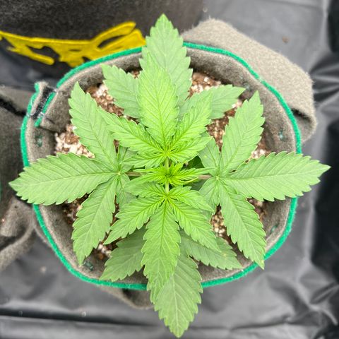 Gorilla Gelato growlog timeline photo