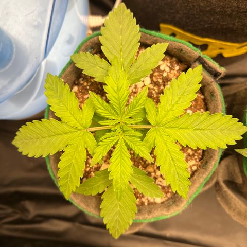 Gorilla Gelato #1 growlog timeline photo