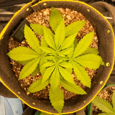 Critical Orange Punch growlog timeline photo