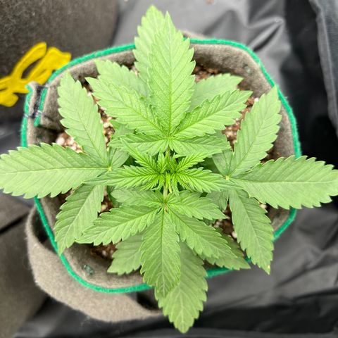 Gorilla Gelato growlog timeline photo