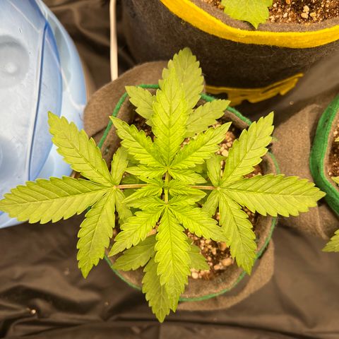 Gorilla Gelato #1 growlog timeline photo