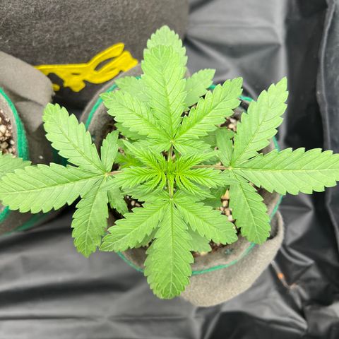 Gorilla Gelato #1 growlog timeline photo