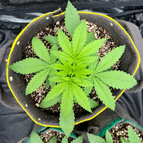 Critical Orange Punch growlog timeline photo