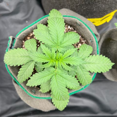 Gorilla Gelato growlog timeline photo