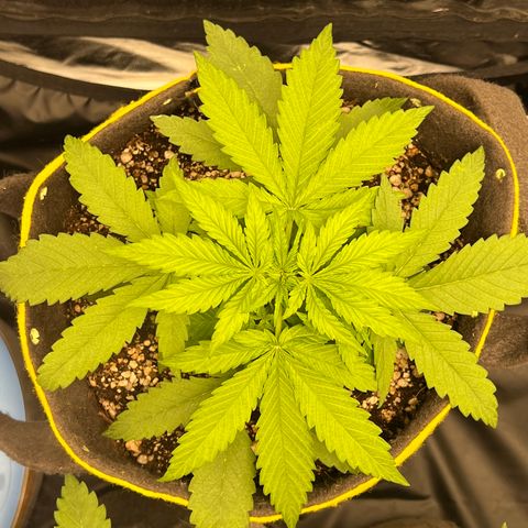 Critical Orange Punch growlog timeline photo