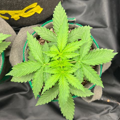 Gorilla Gelato growlog timeline photo