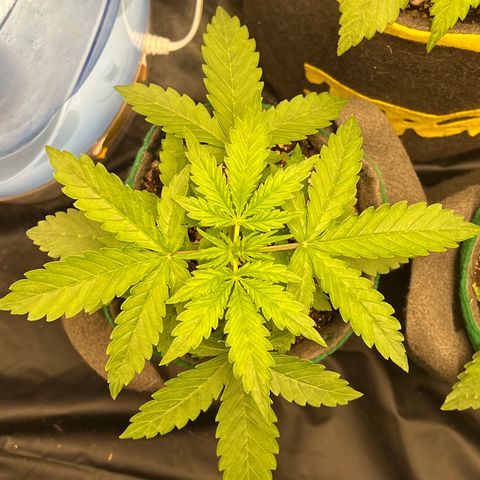 Gorilla Gelato #1 growlog timeline photo