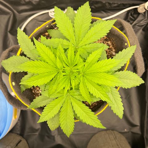 Critical Orange Punch growlog timeline photo