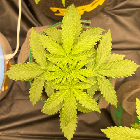 Gorilla Gelato growlog timeline photo