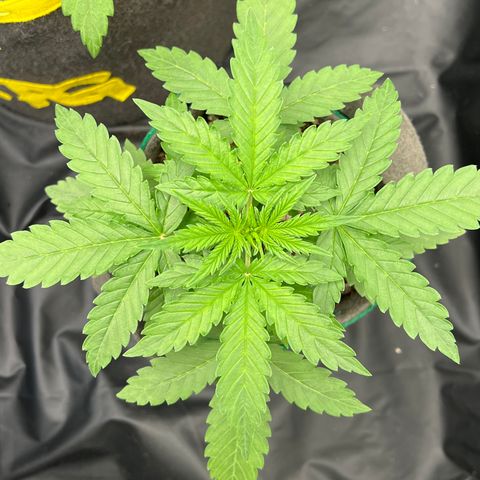 Gorilla Gelato #1 growlog timeline photo