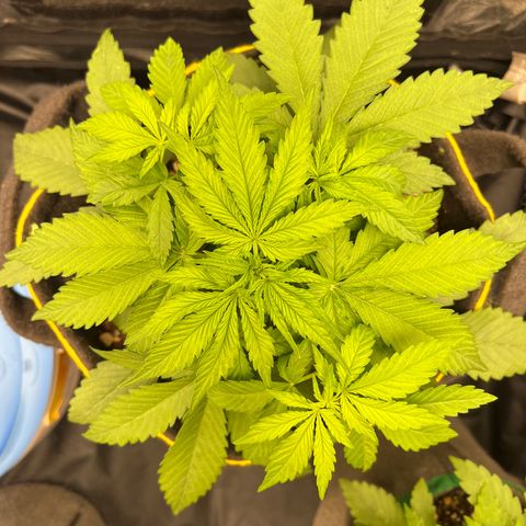 Critical Orange Punch growlog timeline photo