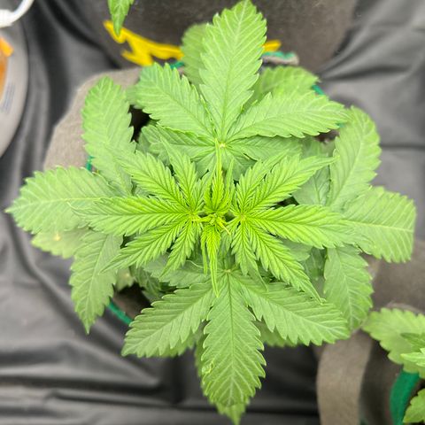 Gorilla Gelato growlog timeline photo
