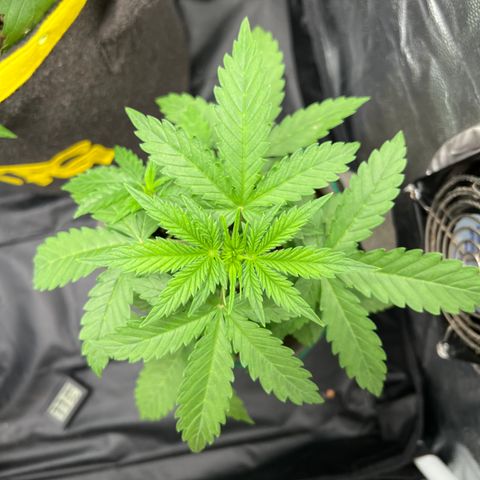 Gorilla Gelato #1 growlog timeline photo