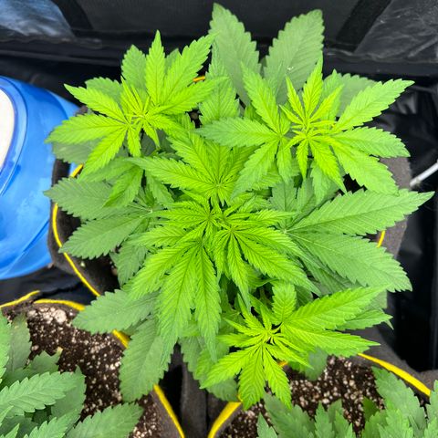 Critical Orange Punch growlog timeline photo