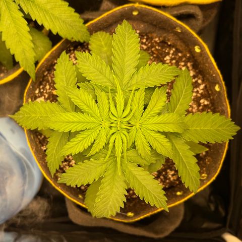 Gorilla Gelato growlog timeline photo