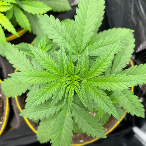 Gorilla Gelato #1 growlog timeline photo