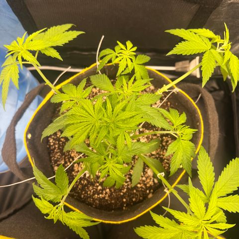 Critical Orange Punch growlog timeline photo