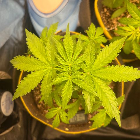 Gorilla Gelato #1 growlog timeline photo