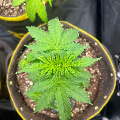 Gorilla Gelato growlog timeline photo