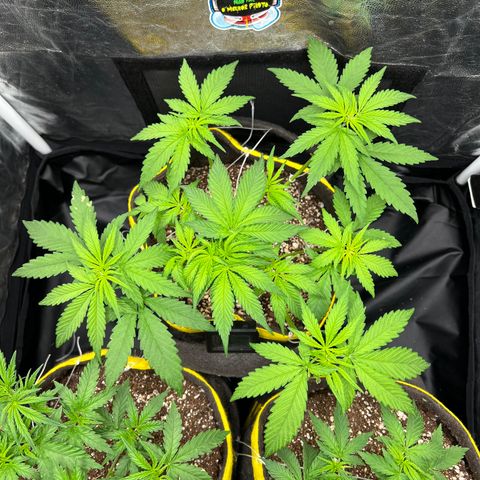 Critical Orange Punch growlog timeline photo