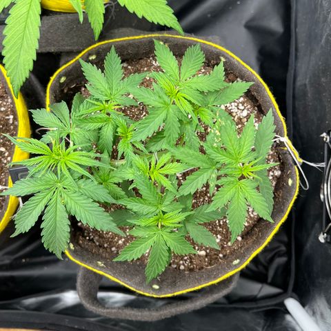 Gorilla Gelato growlog timeline photo