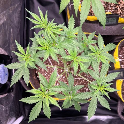 Gorilla Gelato #1 growlog timeline photo