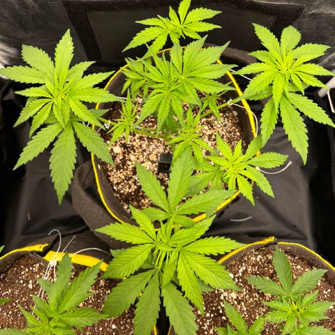 Critical Orange Punch growlog timeline photo