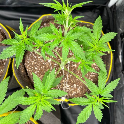 Gorilla Gelato #1 growlog timeline photo