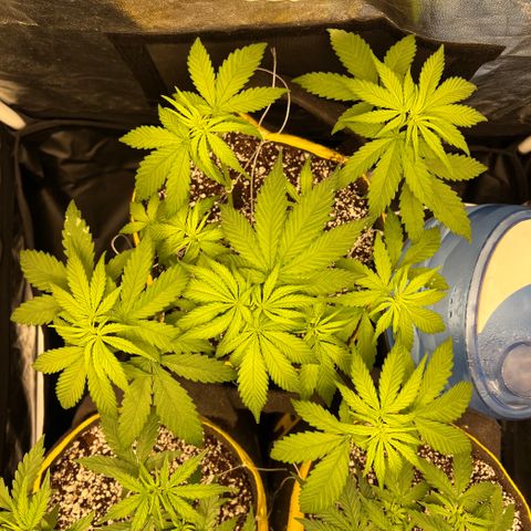 Critical Orange Punch growlog timeline photo