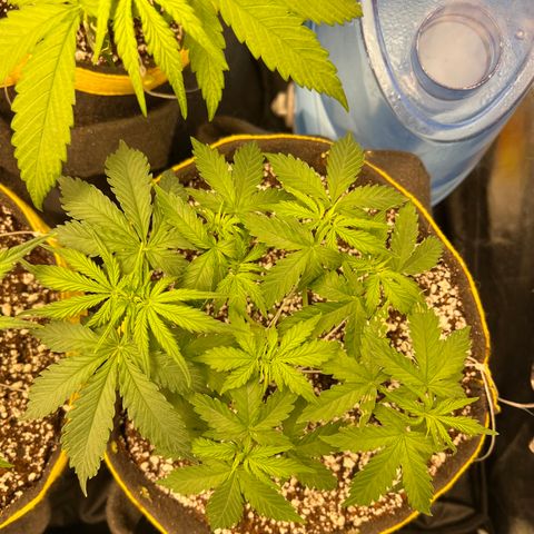 Gorilla Gelato growlog timeline photo