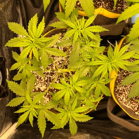 Gorilla Gelato #1 growlog timeline photo