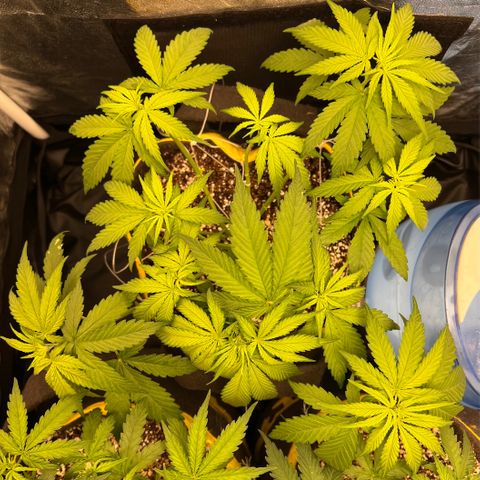 Critical Orange Punch growlog timeline photo